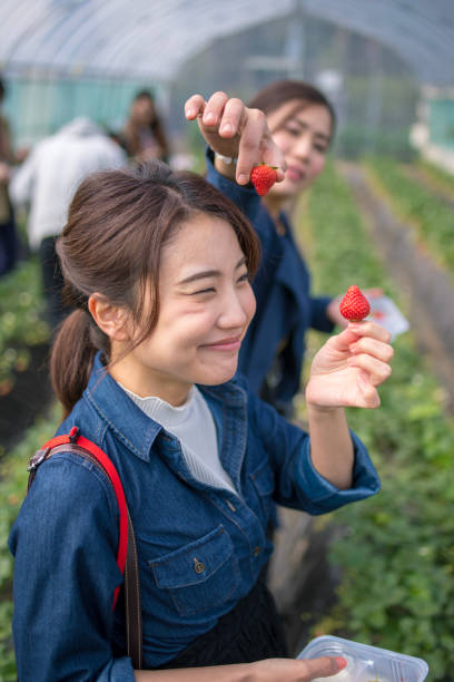 Happy sisters in strawberry field