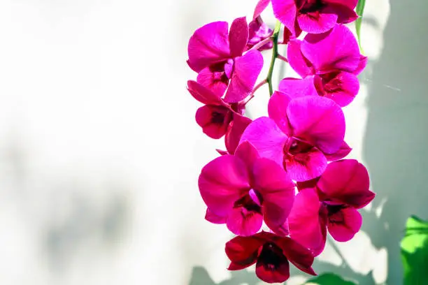 Photo of magenta orchid blooming in garden and wihte wall