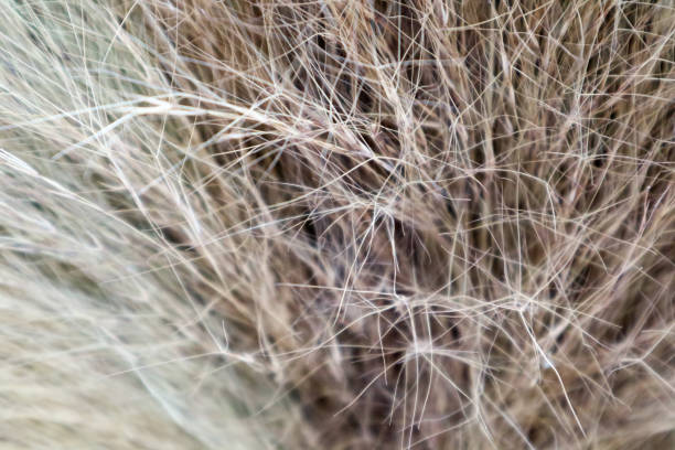 istock close up to flower broom abstract background 940166626