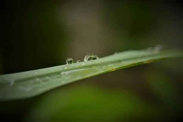 macro shooting of raindrops on leaf