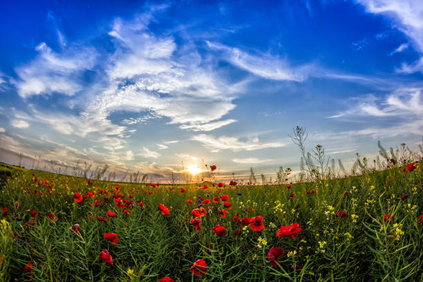 istock Beautiful sunset sky with white clouds over a green summer field with poppies 940168202