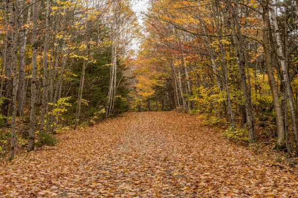 istock Carriage Road Covered in Fall Leaves 940170970