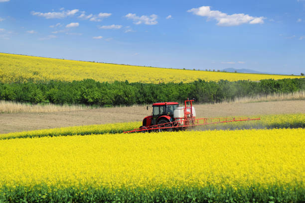 a tractor sprays the oil rape farmland in springtime - spraying agriculture farm herbicide imagens e fotografias de stock