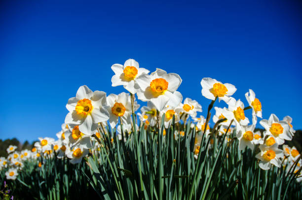 istock Dafodil Bulbs in Full Bloom Against a Brilliant Blue Sky 940178738