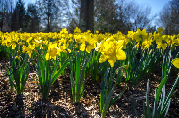 istock Dafodil Bulbs in Full Bloom Against a Brilliant Blue Sky 940181752