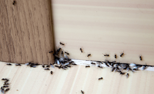 Hormigas en la casa photo