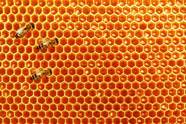 panales con miel y las abejas. natural de fondo. néctar de. apicultura. - honeyed fotografías e imágenes de stock