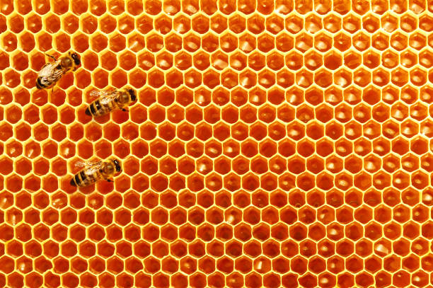 istock Honeycombs with honey and bees. Natural background. Nectar. Apiculture. 940185810