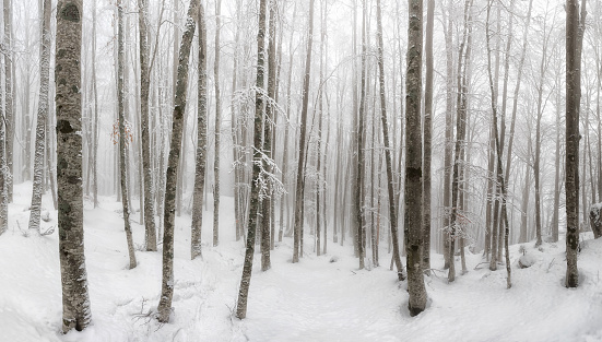 Beech forest covered by snow, undergrowth of trees and white branches, illuminated by day. background. Winter temperature, ice, cold, snow, mountain.