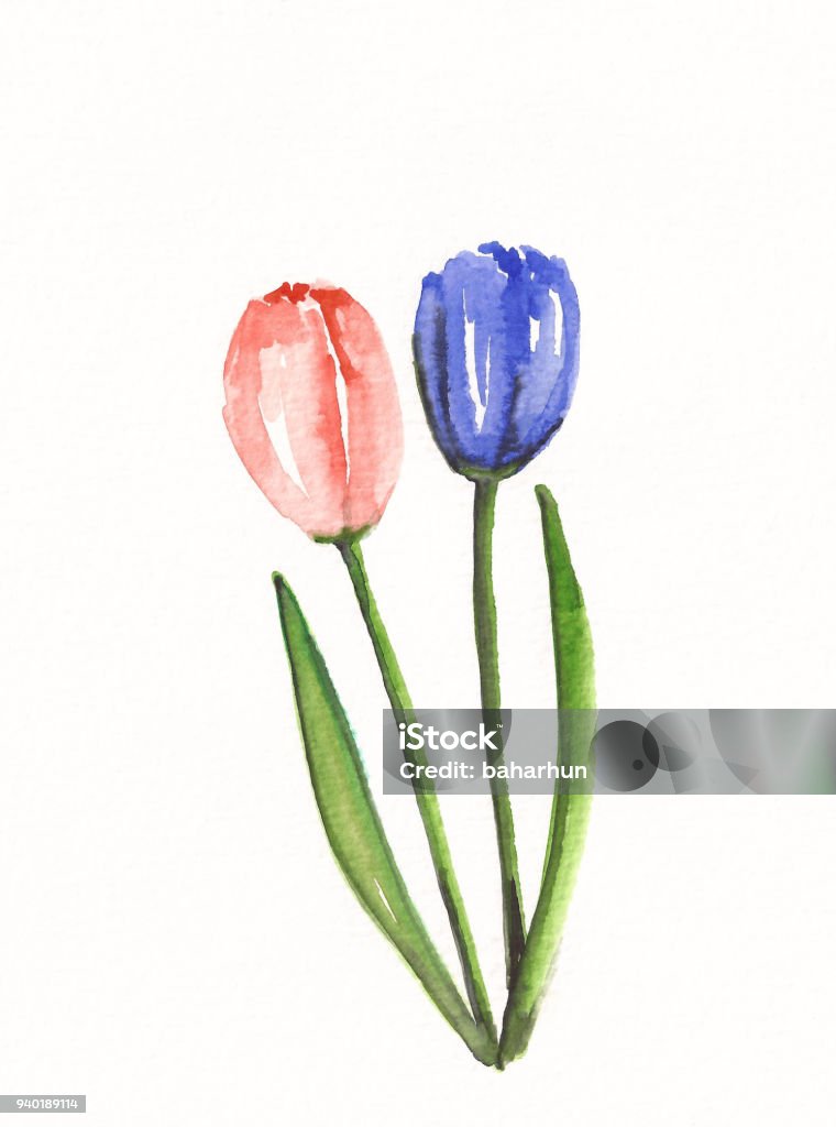 Hoa Tulip Màu Nước Nền Hoa Hình Minh Họa Sẵn Có - Tải Xuống Hình Ảnh Ngay  Bây Giờ - Bó Hoa, Cánh Hoa, Cọ Vẽ - Istock