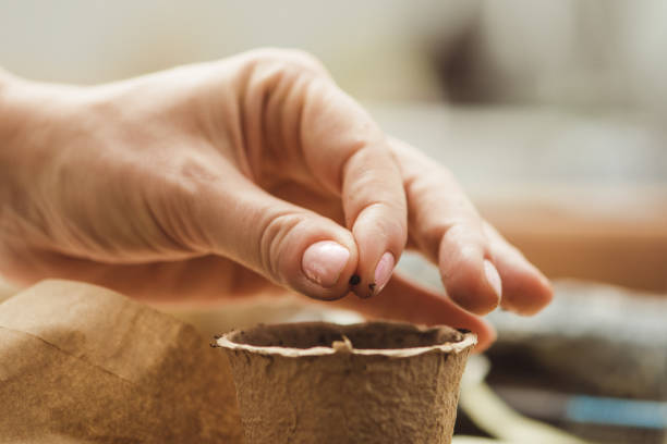 Woman planting sage herbs seed in pots with dirt\nPlanting seeds in springa, candid photo of woman planting
