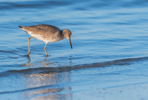 Willet Inspects the Water