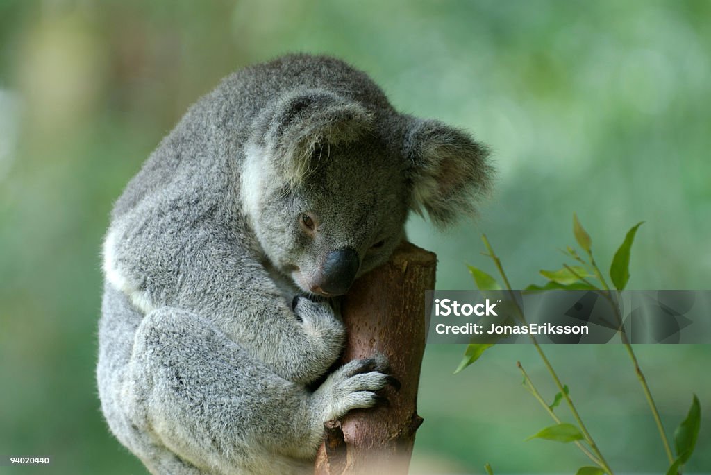 Nieśmiały Koala na zielony - Zbiór zdjęć royalty-free (Australijski Outback)