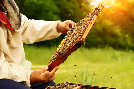 Close up shot of frame with bees and honeycomb holding by man's hands. Beehives in sunflowers field. Apriculture concept.