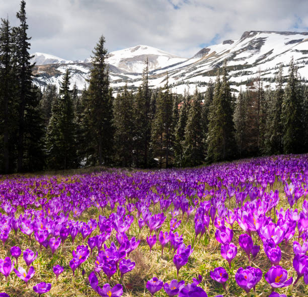 dragobrat, the spring carpathians - dragobrat imagens e fotografias de stock