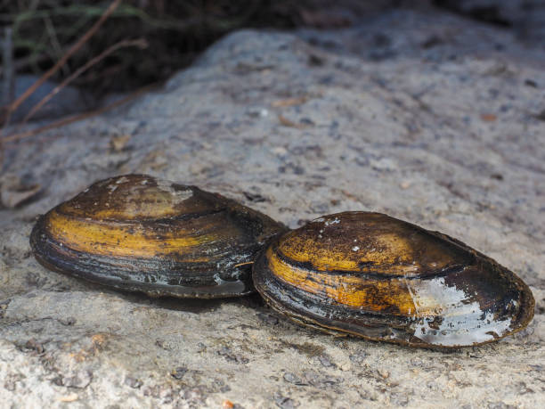 primo piano di cozze di cigno d'acqua dolce su terra asciutta - mussells foto e immagini stock