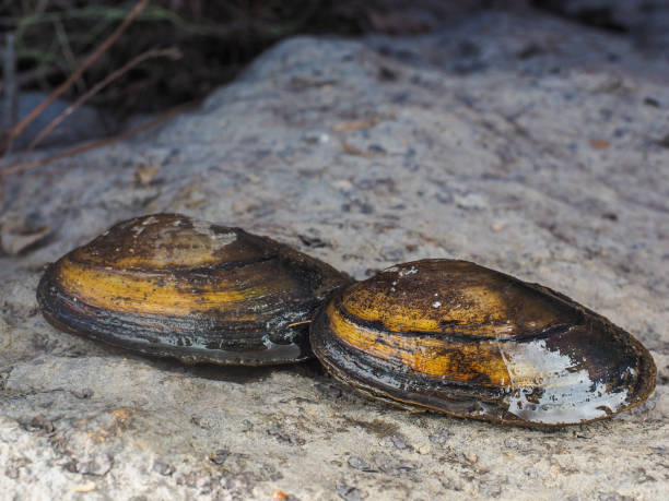 primo piano di cozze di cigno d'acqua dolce su terra asciutta - acqua dolce foto e immagini stock