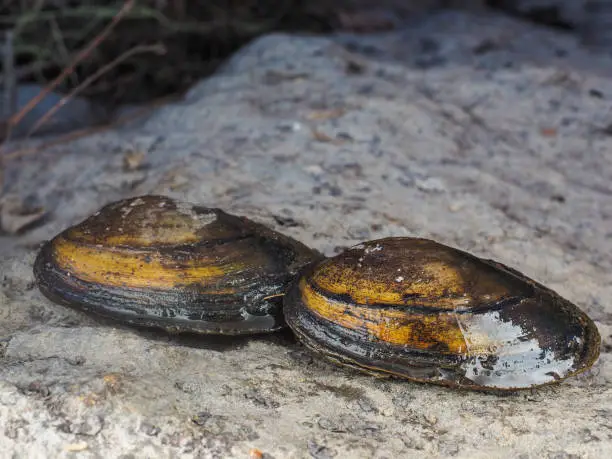 Photo of Closeup of freshwater swan mussel on dry land