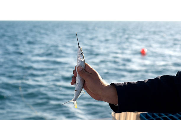 istock Ballyhoo - Bahamas Fishing 94021420