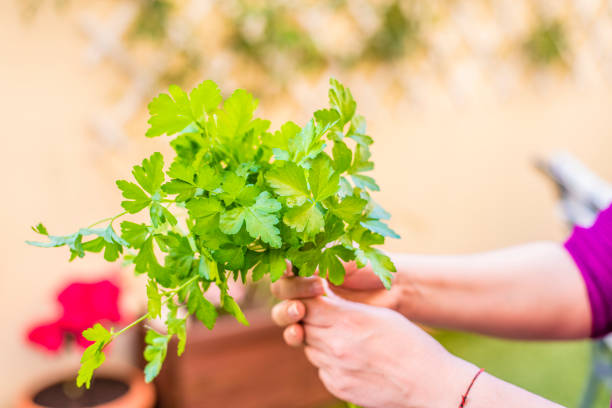 istock bunch of parsley 940214252