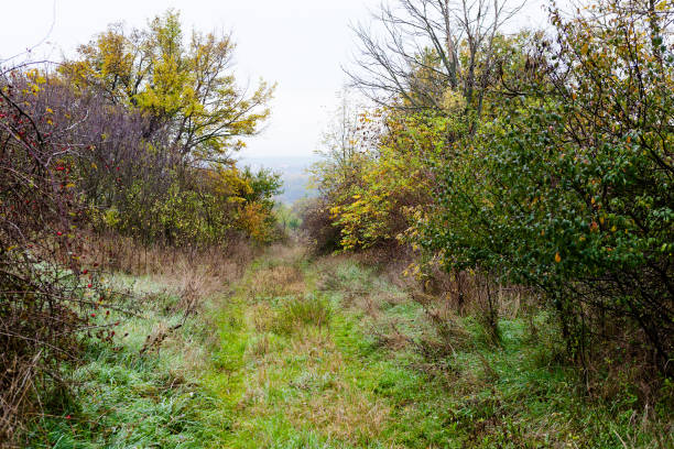 Overgrown country road bordered by plants and shrubs
