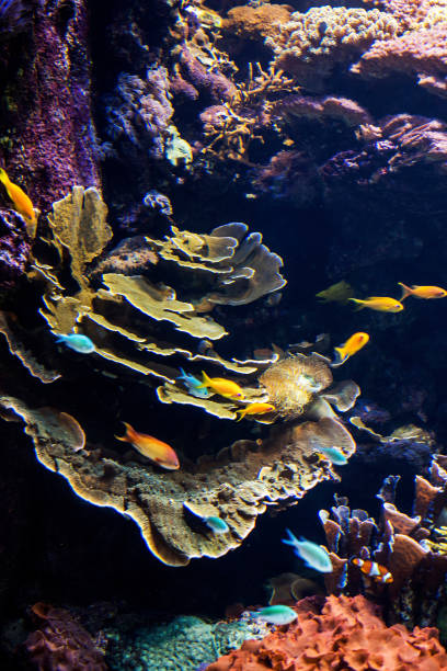 istock Decorative plants and ornamental fish in the aquarium 940214414