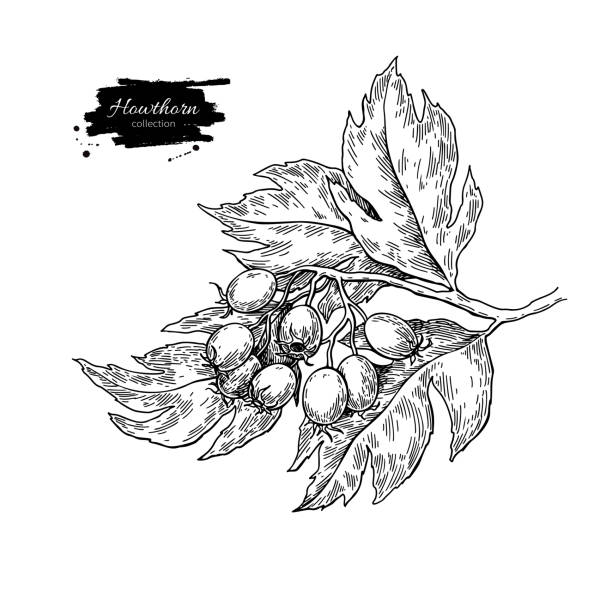 weißdorn-branche zeichnen. vektor-pflanze-skizze mit beeren - hawthorn square shape square leaf stock-grafiken, -clipart, -cartoons und -symbole