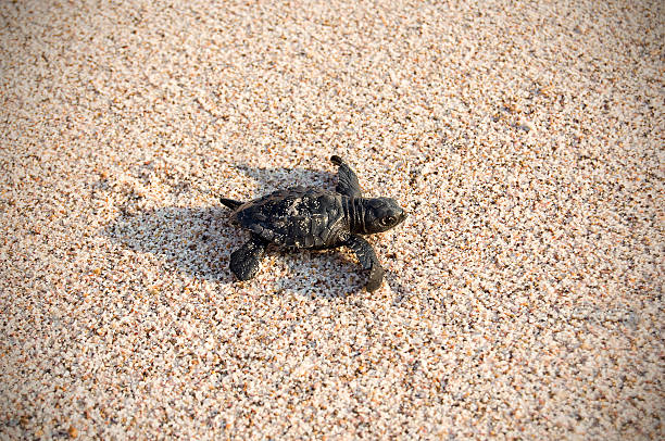 istock Baby Sea Turtle Walking to Water 94021563