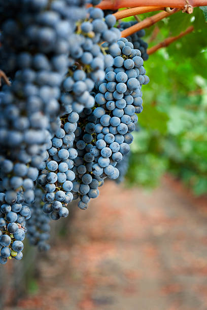 Ripe Grapes in a Sonoma Valley Winery stock photo