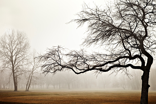 Melancholic, desaturated photo of a twisted tree silhouette against a foggy park background.