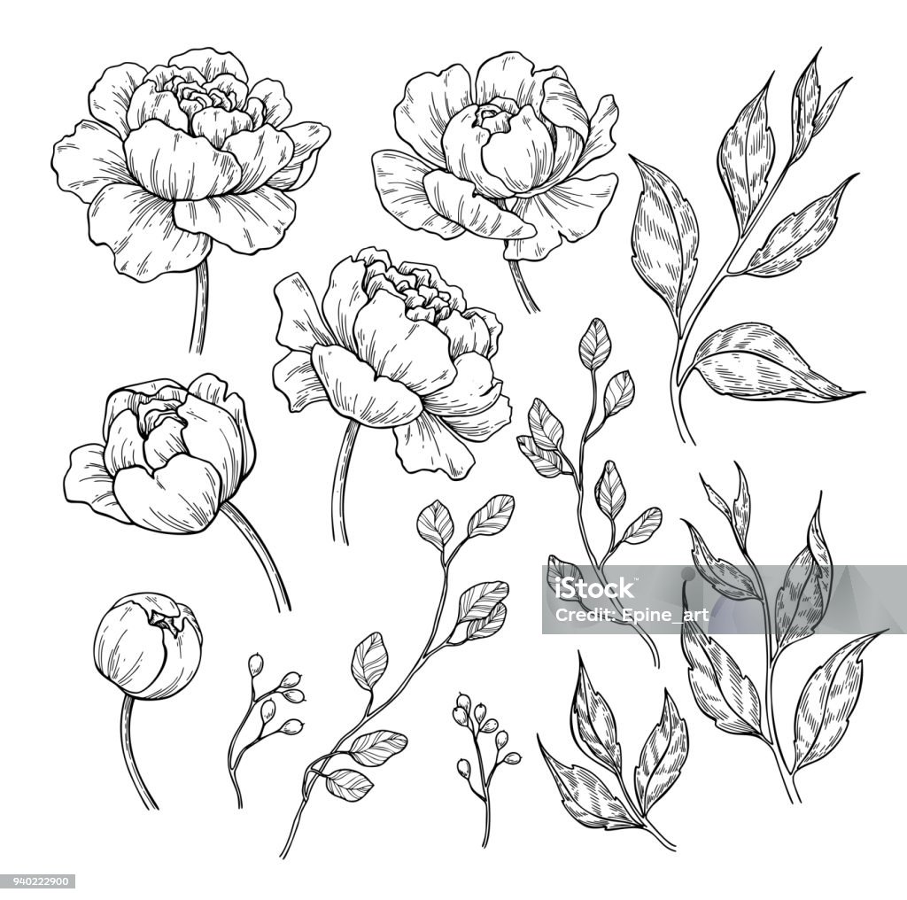 Flor de peonía y las hojas de dibujo. Dibujado a mano vector grabado floral conjunto. Rosas botánicas, - arte vectorial de Flor libre de derechos