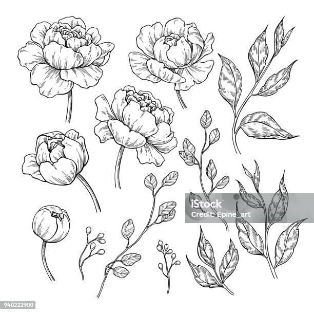 Peony Flower And Leaves Drawing Vector Hand Drawn Engraved Floral Set Botanical Rose Stock Illustration - Download Image Now