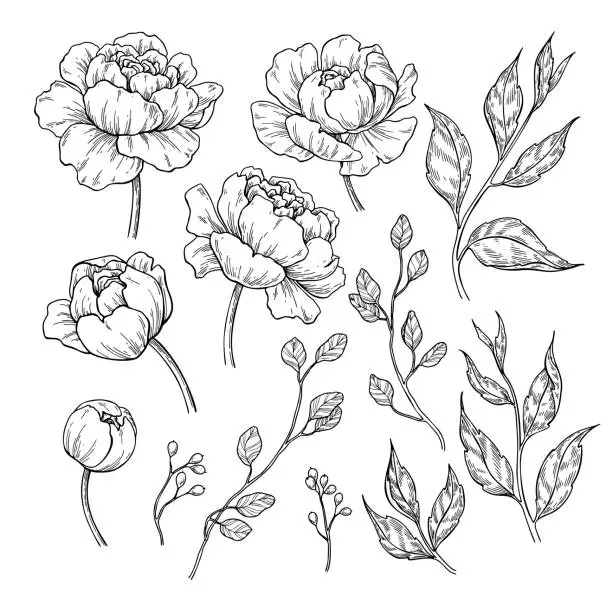 Vector illustration of Peony flower and leaves drawing. Vector hand drawn engraved floral set. Botanical rose,