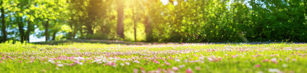 holz mit frühling blumen - panoramic scenics sunlight day stock-fotos und bilder