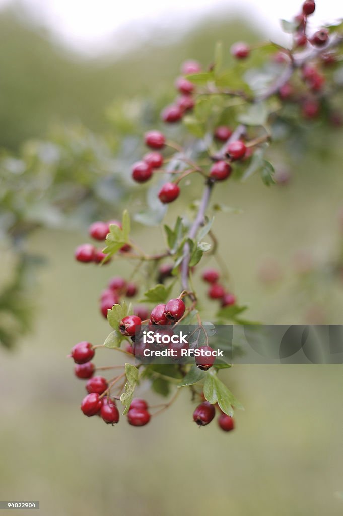 Beeren der gemeinsamen Hawthorn-Crataegus monogyna - Lizenzfrei Beere - Obst Stock-Foto