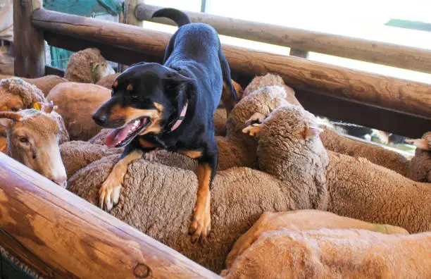 A sheepdog with tongue hanging out rests on the back of the sheep he just coralled in wooden pen