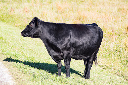 Lone Nelore cow on grass at sunset