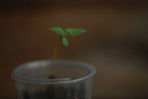 cannabis hemp  plant green sprout