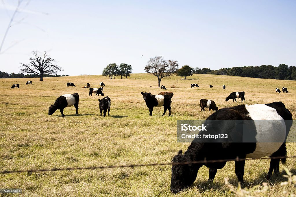 オランダベルト付き牛のパスチュアます。 - テキサス州のロイヤリティフリーストックフォト