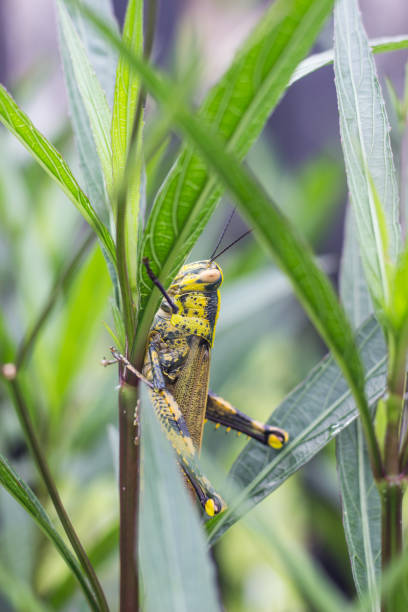 istock Grasshopper Locust on green leaf the body is yellow and black. 940236308