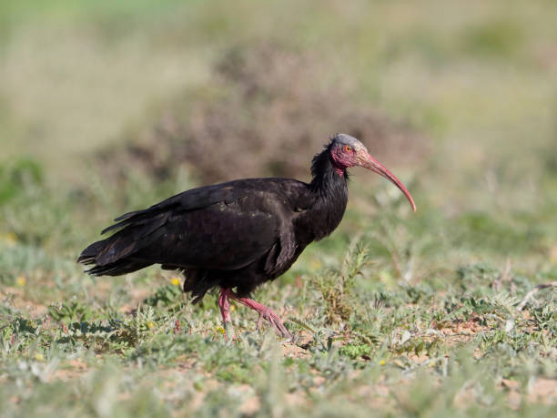istock Northern Bald ibis or Woodrapp, Geronticus eremita 940240092
