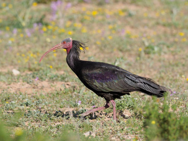istock Northern Bald ibis or Woodrapp, Geronticus eremita 940240292