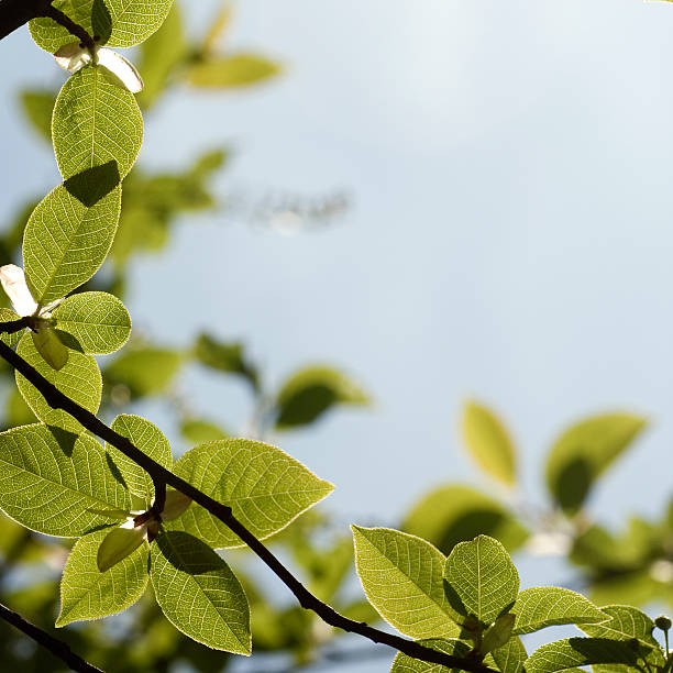 willow feuilles - goat willow photos et images de collection