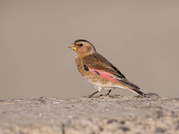 istock Crimson-winged finch, Rhodopechys sanguinea 940243294