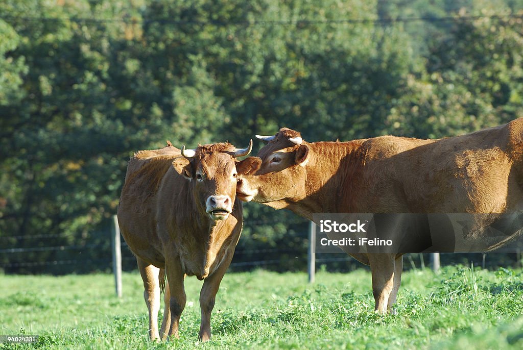 Contándose un secreto - Foto de stock de Aire libre libre de derechos