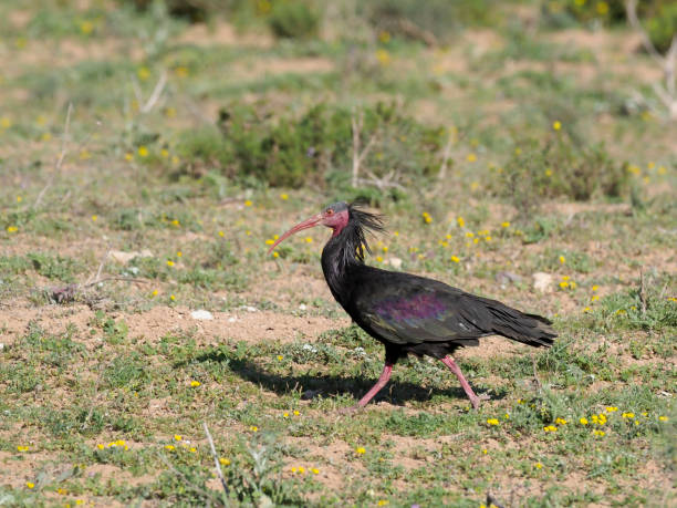 istock Northern Bald ibis or Woodrapp, Geronticus eremita 940243500