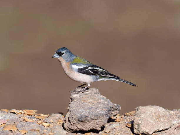 istock Chaffinch, Fringilla coelebs africana 940243558