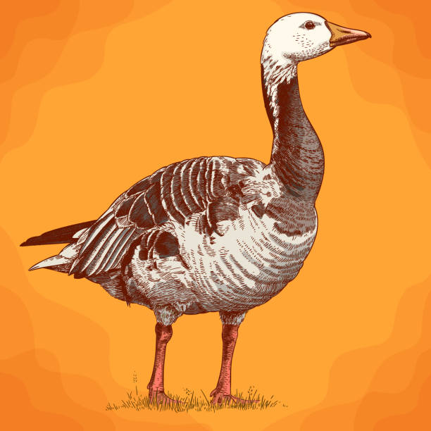 istock engraving  antique illustration of goose in retro stile 940244370
