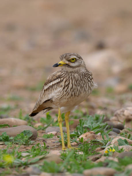 istock Stone curlew, Burhinus oedicnemus 940244558
