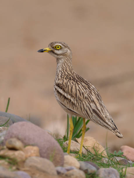 istock Stone curlew, Burhinus oedicnemus 940246756